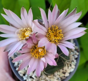 Echinocereus knippelianus